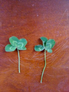 4-Leaf Clovers