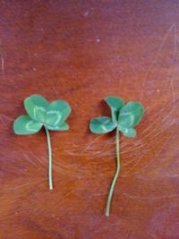 (Picture: A pair of 4-leaf clovers I found this week while working at Clover Ranch)